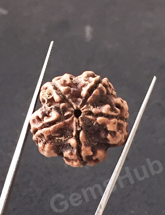 5 Mukhi Natural Certified Rudraksha Size- 21.3 mm Premium